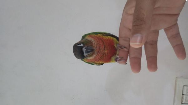 קוניור גרינציק ילו סייד רד