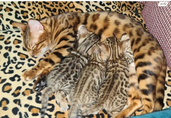 גור חתולים בנגלי גזעי נדיר ביופיו