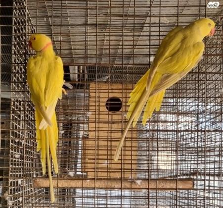 מספר זוגות דררה:1