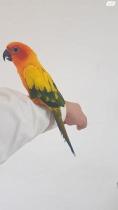 קוניור שמש האכלת יד ברמה