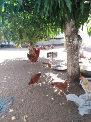 תרנגולות ערביות זכרים +נקבות +אפרוחים