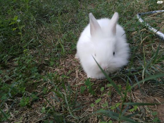 גורי ארנבים בני חודש ,