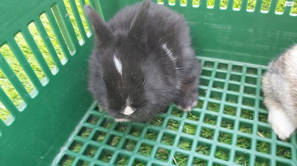 ארנב ננסי ישראלי 100 שקל