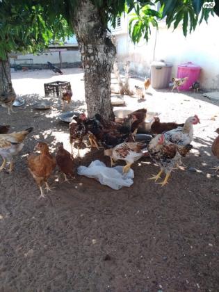 תרנגולות ערביות זכרים +נקבות +אפרוחים