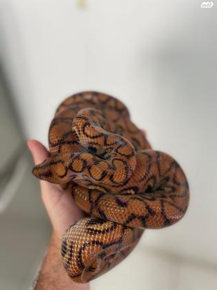 בואה קשת ברזילאי, זכר בוגר