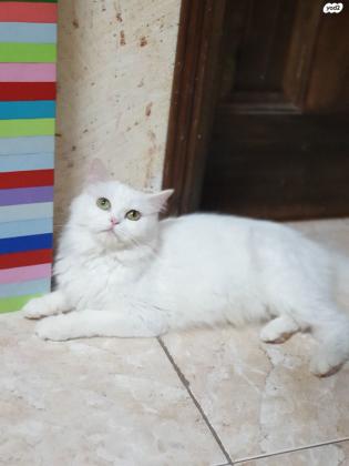 חתולה לבנה כמו חלב בת שנתים