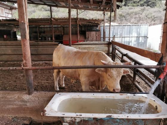 שלושה עגלים למכירה