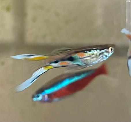 דגי גופי אנדלר יפים מאוד ובריאים