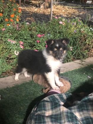 למכירה גורי שלטי יפיפיים גזעיים