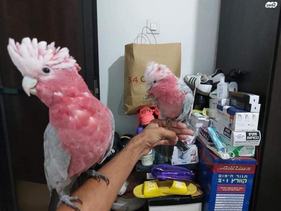 למכירה קקדו גאלה אכלת יד