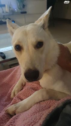 לברדור מעורב, ידידותית ואוהבת לשחק