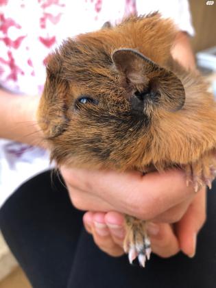 שרקנית מתוקה בת חודש