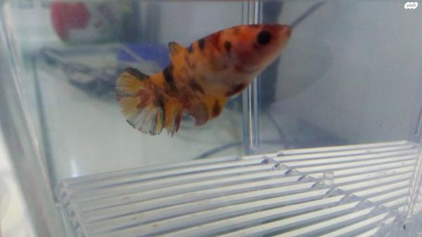 דג קרב זכר ודג