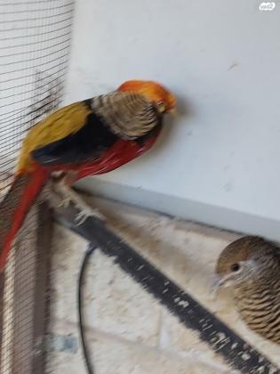 פסיון כסף רמה גבוהה בין חצי שנה