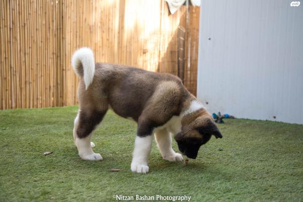 גורי אקיטה אמריקאי מתועדים!! סבא