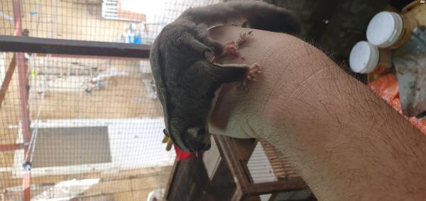 שוגר גליידר (כסנאי דואה )