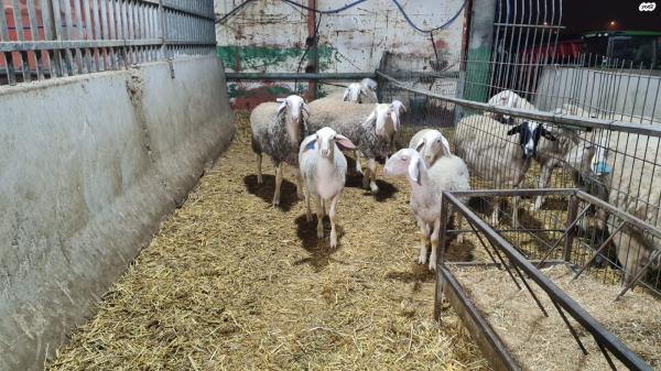 כבשים זכרים למכירה, גנים bb וb+ לגידול