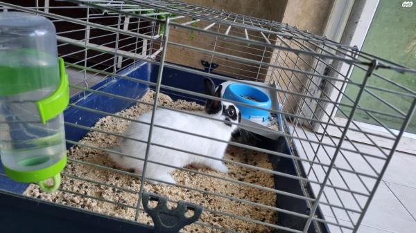 למכירה כלוב ארנבים גדול כולל