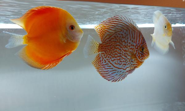 למכירה גאופגוס בלזני ענק ו