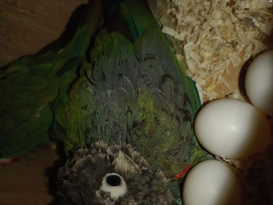 נקבה קוניור פרלי בת שנתיים