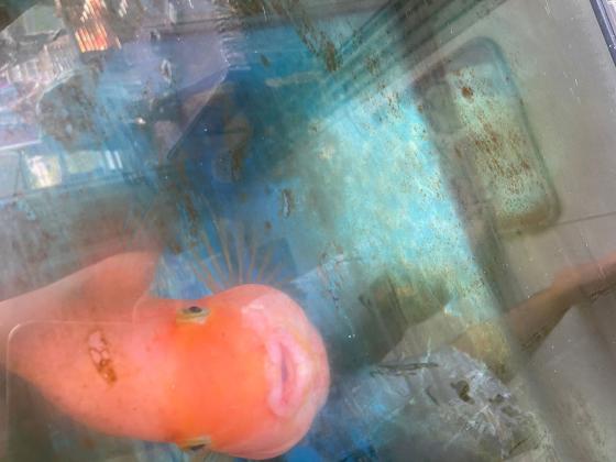 דג תוכי דם ענק צבע יפיפה