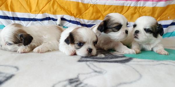 גורי שיצו ננסי