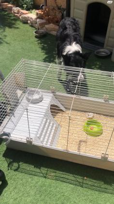 ארנבות לבקניות לבנות כשלג עם