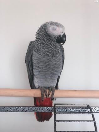 תוכי ז'אקו למכירה חברותי עם