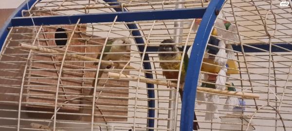 גרינציק ילו סייד גרינציק קינמון