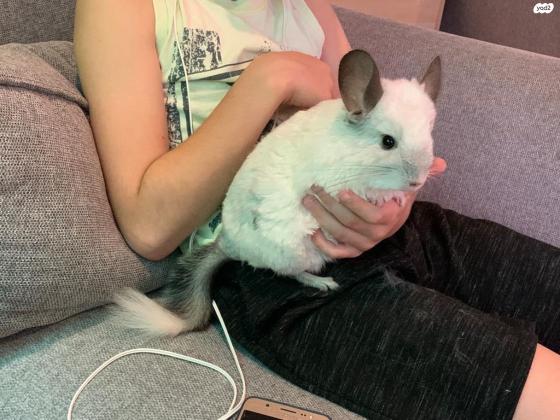 למחירה 2 צ״ינצ״ילות יחודיות ויפיפיות+