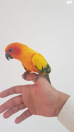 קוניור שמש האכלת יד ברמה