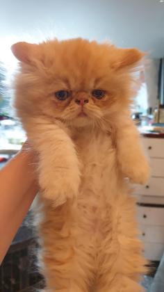 גורים פרסיים מאוד יפים למכירה