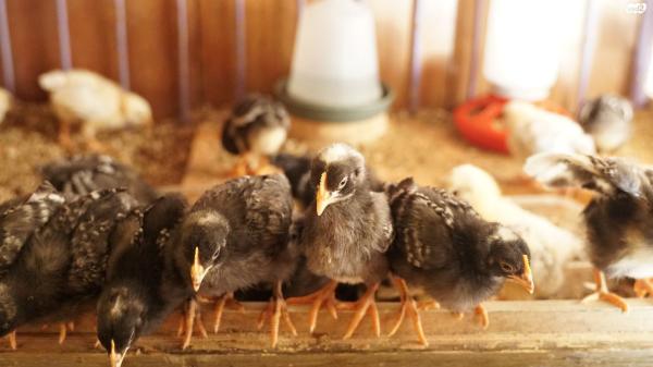 תרנגולות מארנס מטילות יש גם