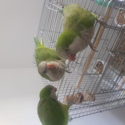 הקוואקר, הידוע בכינויו "תוכי נזיר"