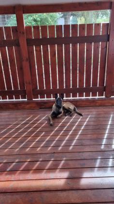 רועה בלגי עם תעודות fci