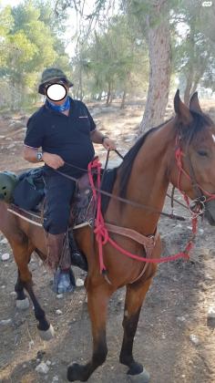 סוס טנסי מעולה, צעד