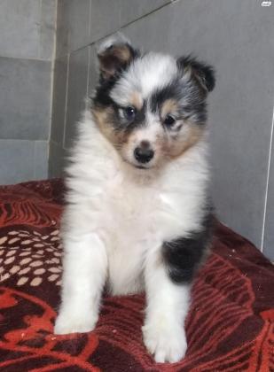 למכירה גורי שלטי יפיפיים גזעיים