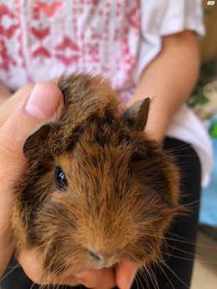 שרקנית מתוקה בת חודש