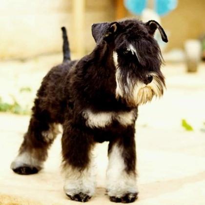 גורים שנאוצר ננסי , מי