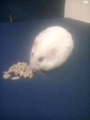 אוגר לבן וחמוד עם עינים