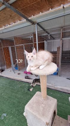 5 גורי מיינקון מדהימים בני