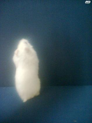 אוגר לבן וחמוד עם עינים