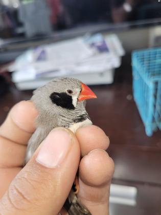 זוג פינק גולדן יפים מאוד