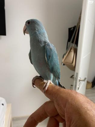 למכירה דררה כחולה האכלת יד