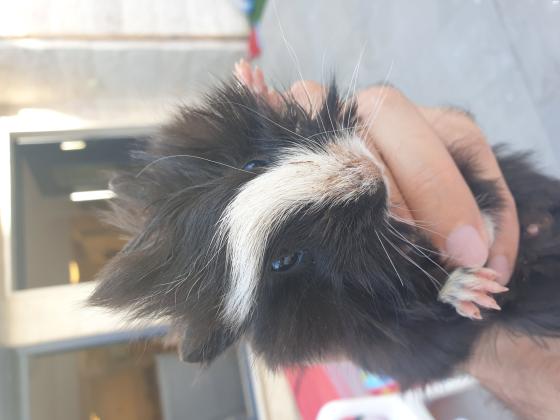 ארנבות ננסיות מהממות ויפייפיות, בנות