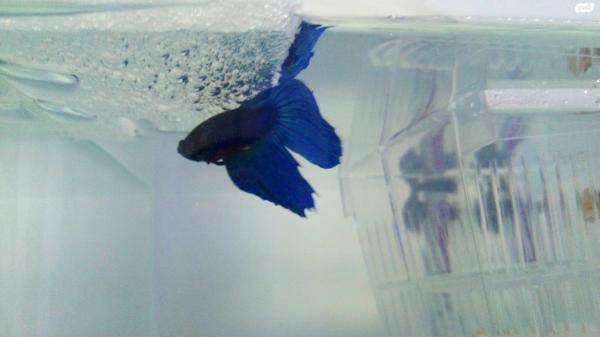 דג קרב זכר ודג