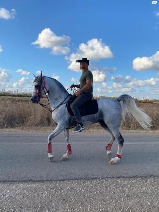 סוס ערבי טהור בן 5