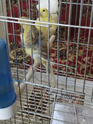 למכירה כנרים הולנדיים מסולסלים מהממים