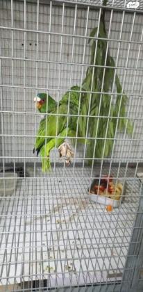 אמזונה וויט פרונט (משקפיים) מטובעים