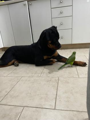 קוואקר האכלת יד 300₪ כולל